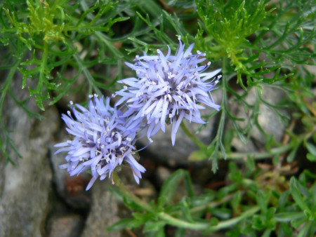 Jasione amethystina